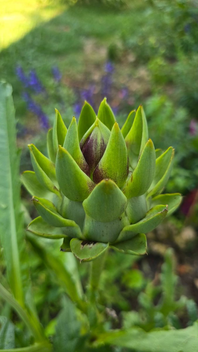 SBeitner's tweet photo. I wasn't sure I was going to, but it looks like Im going to get an artichoke  flower ❤️ https://t.co/NRqU2cLWUg