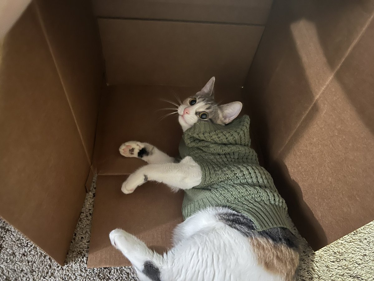 _alarra_'s tweet photo. I got Maya a sweater now that we’re heading into fall. Will need to keep the hood from flipping over her face, though. 😆 https://t.co/G3MhoAWVpf