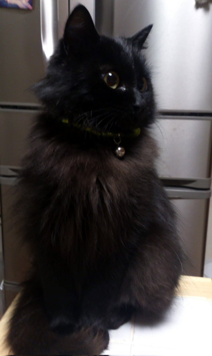 くまねこ様② 全力で猫、愛しました！「NyAERA2024」発進＆サイトもオープン