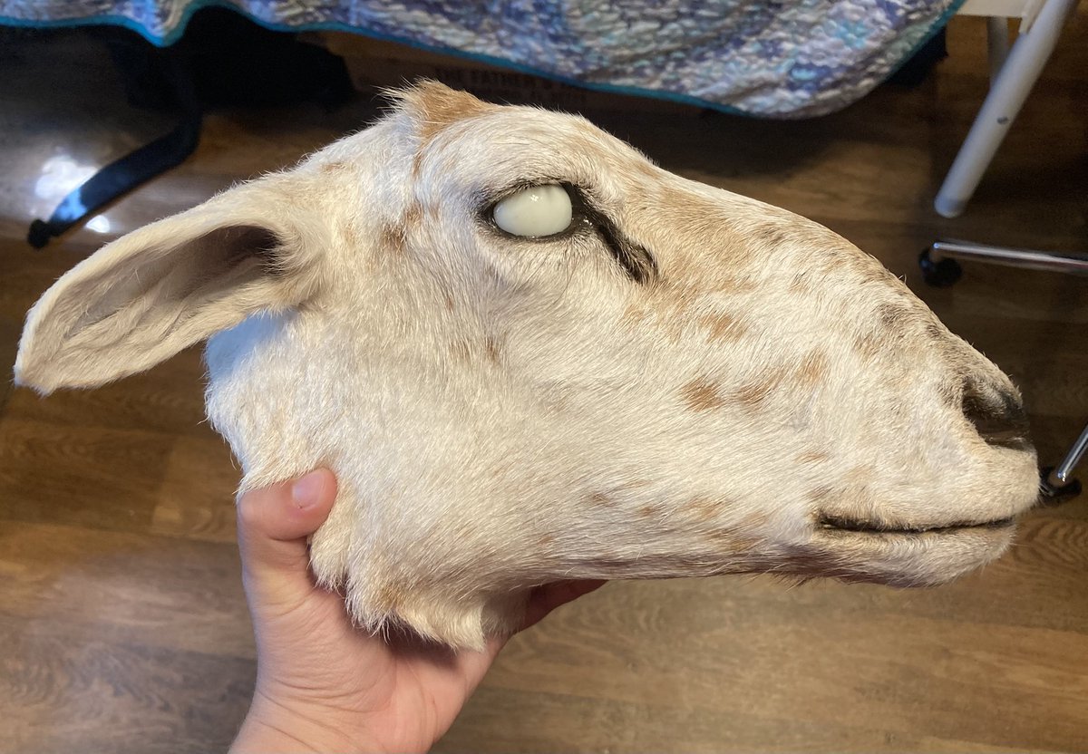 🪦 Lamb 🪦 tweet media