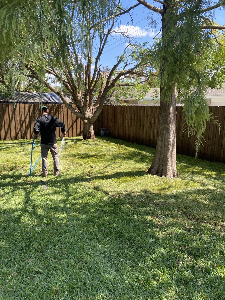 Victory_Turf's tweet image. St. Augustine sod slapped in today. Azoxystrobin is a must for any sod that we install. In our region theres a fine line between underwatering and the sod drying out, and overwatering which ends in grey leaf spot/ brown patch. Bring on the cooler temps!