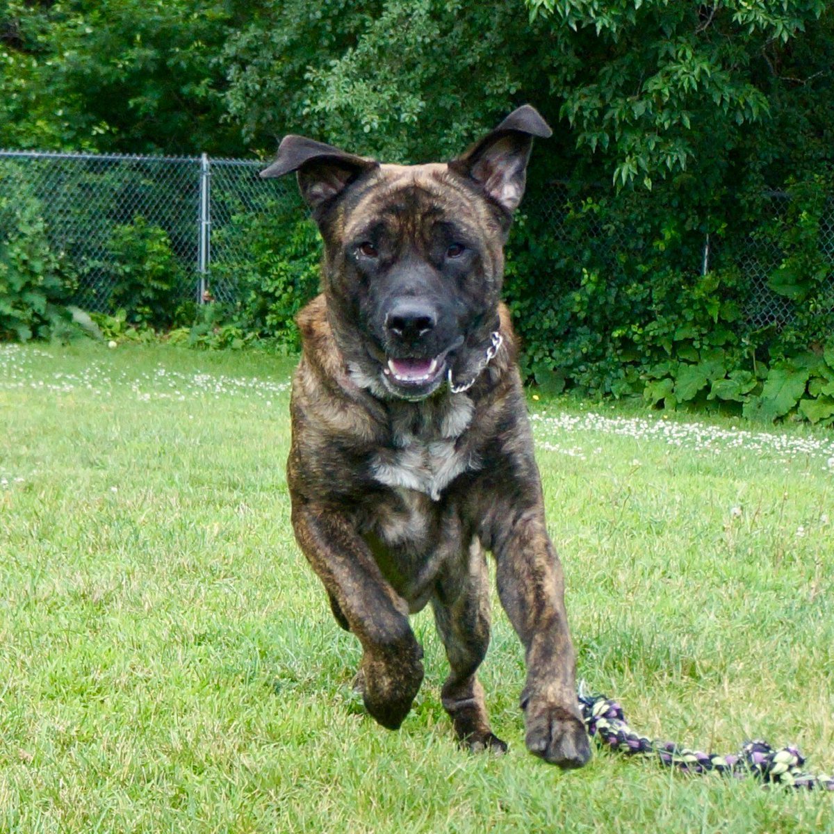 This weeks Pet of the Week, presented by <a href="/RoyalCanin/">RoyalCanin</a>, is Hamish! 

This 5-yr-old Mastiff has waited 125 days for a special family. An adventurer at heart, he needs a home without cats &amp; someone who understands his needs. Could Hamish be your match? 

ontariospca.ca/adopt/view-pet…