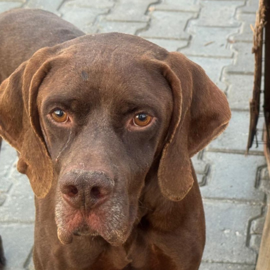 DogDeskAction's tweet photo. Dogs donโt dwell on yesterday or worry about tomorrow, they wag for today. ๐พ๐ #Mindfulness #DogsTeachUs https://t.co/WtS2PEKjTz