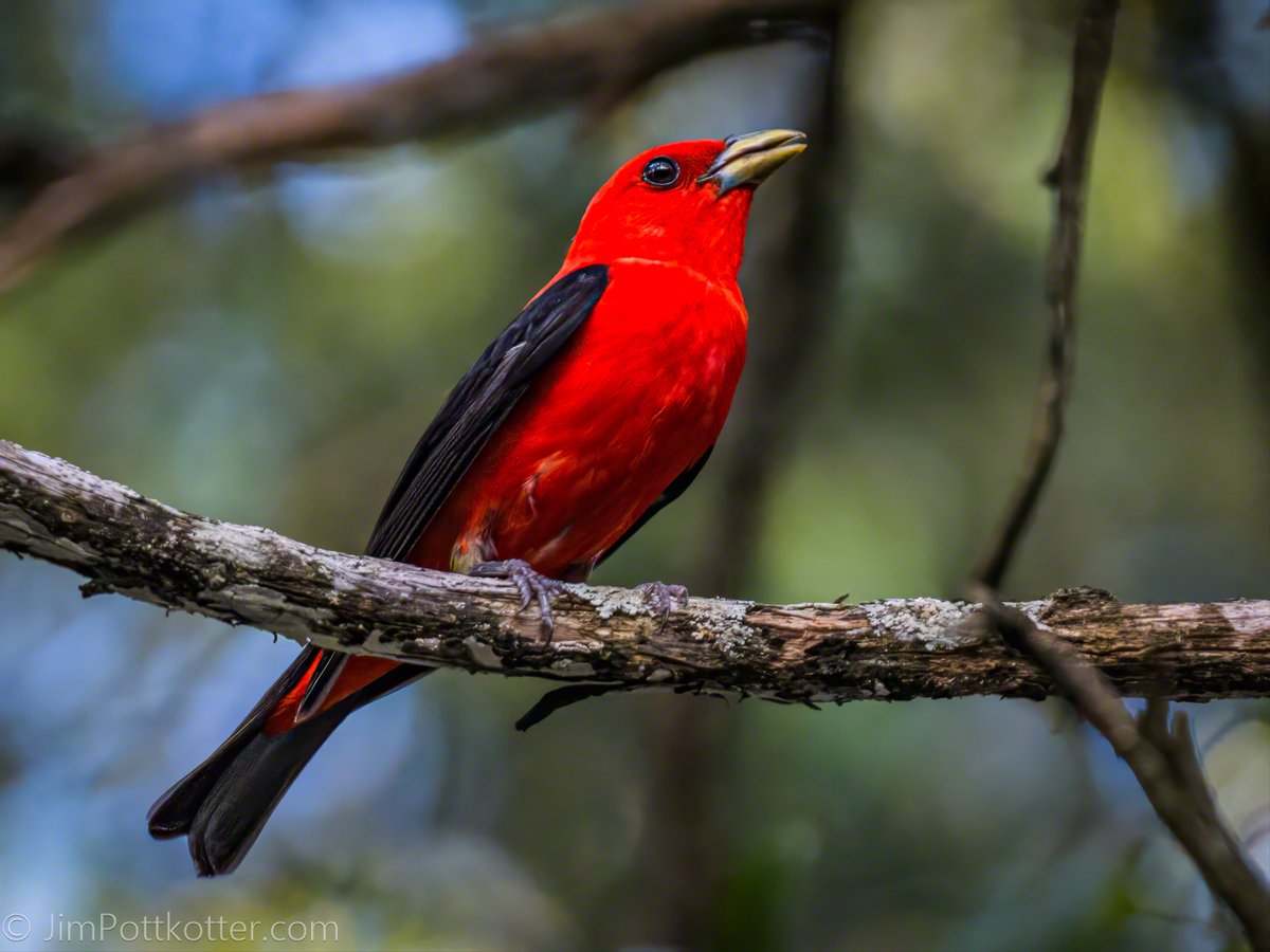 That incredible red and black plumage is for the breeding season. The male Scarlet Tanager molts into a more subtle olive-green for migration and flies thousands of miles to its wintering grounds in South America, often traveling at night. #birds #nature #wildlife