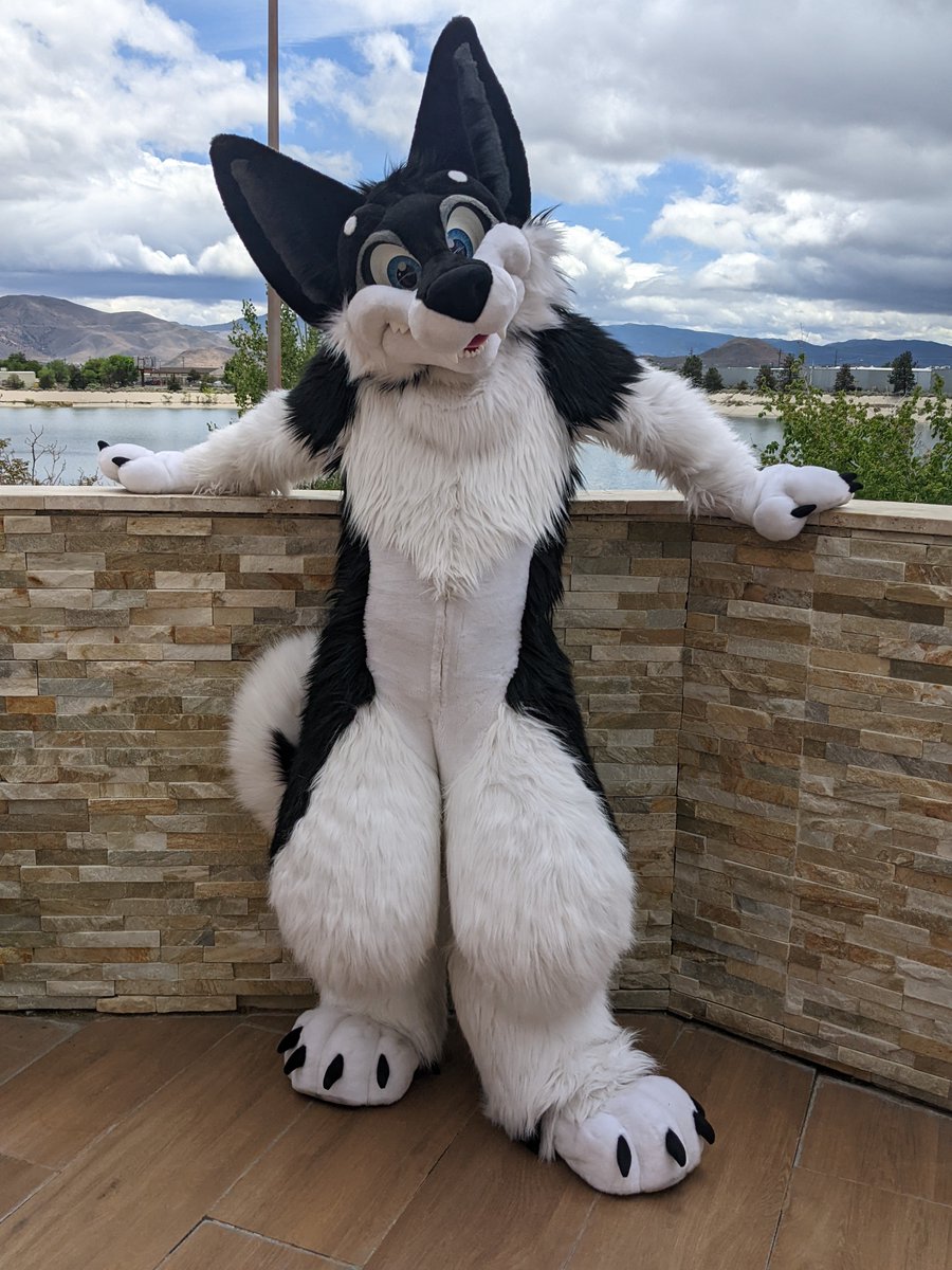 Shadow D Husky tweet media