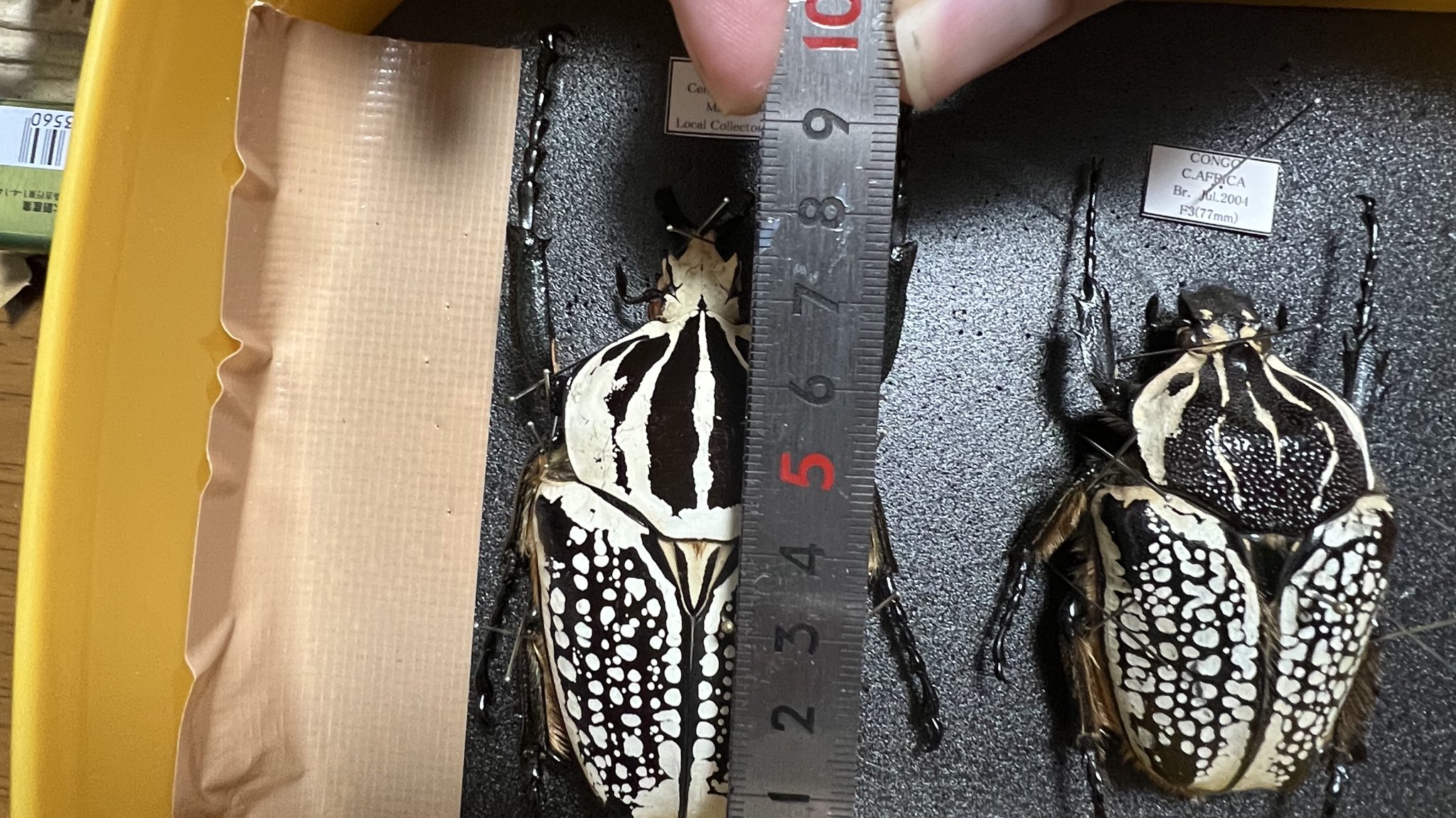 ホウシャハナムグリ ゴライアスオオツノハナムグリ - Wikipedia