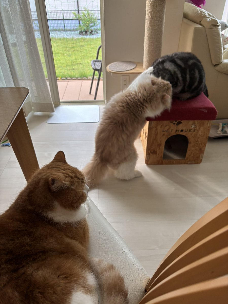 スポーツの秋🤼

#猫のいる暮らし𓏲𓎨