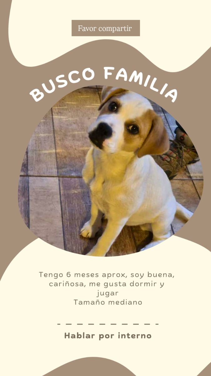nosevalevale's tweet photo. Perrita de 6 meses aprox busca hogar Favor dar RT https://t.co/oNyjh8ZkoI