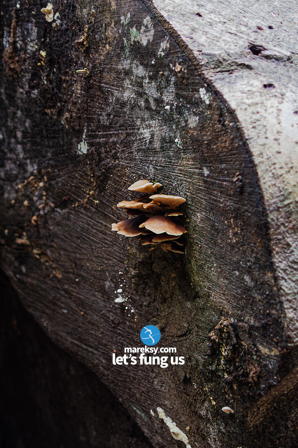 mareksy's tweet image. #mialzorkepiec, zrobił więc kilka testowych zdjęć i poszedł na grzyby.   

#photo #foto #nature #wedding #liść #listek #natura