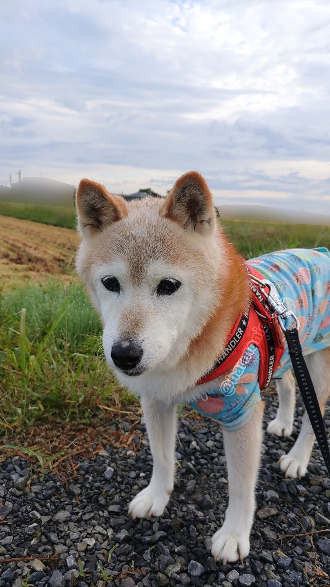 柴さん専用 yutaka4848🐕🐾🎮💻_φ(・_・ on X: 