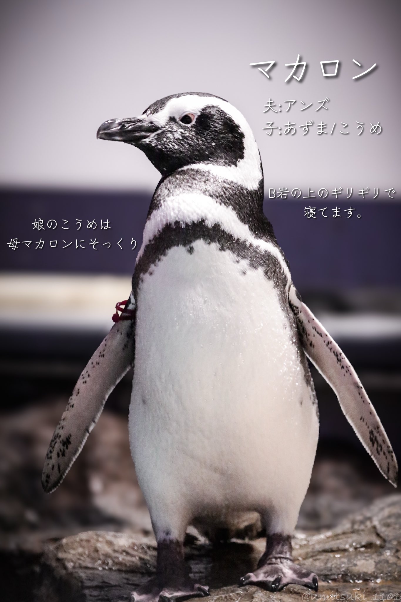 すみぺんページ umitsuki on X: 
