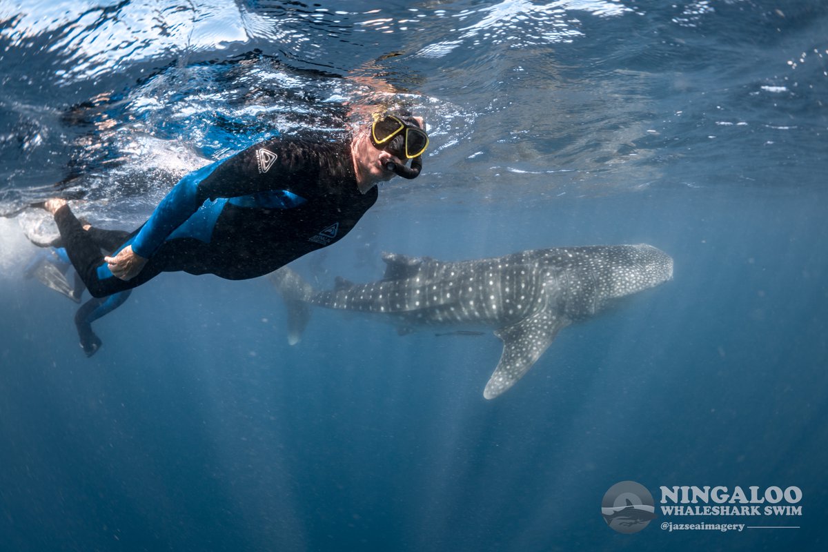 Diving with the Whale Sharks on the Ningaloo Reef