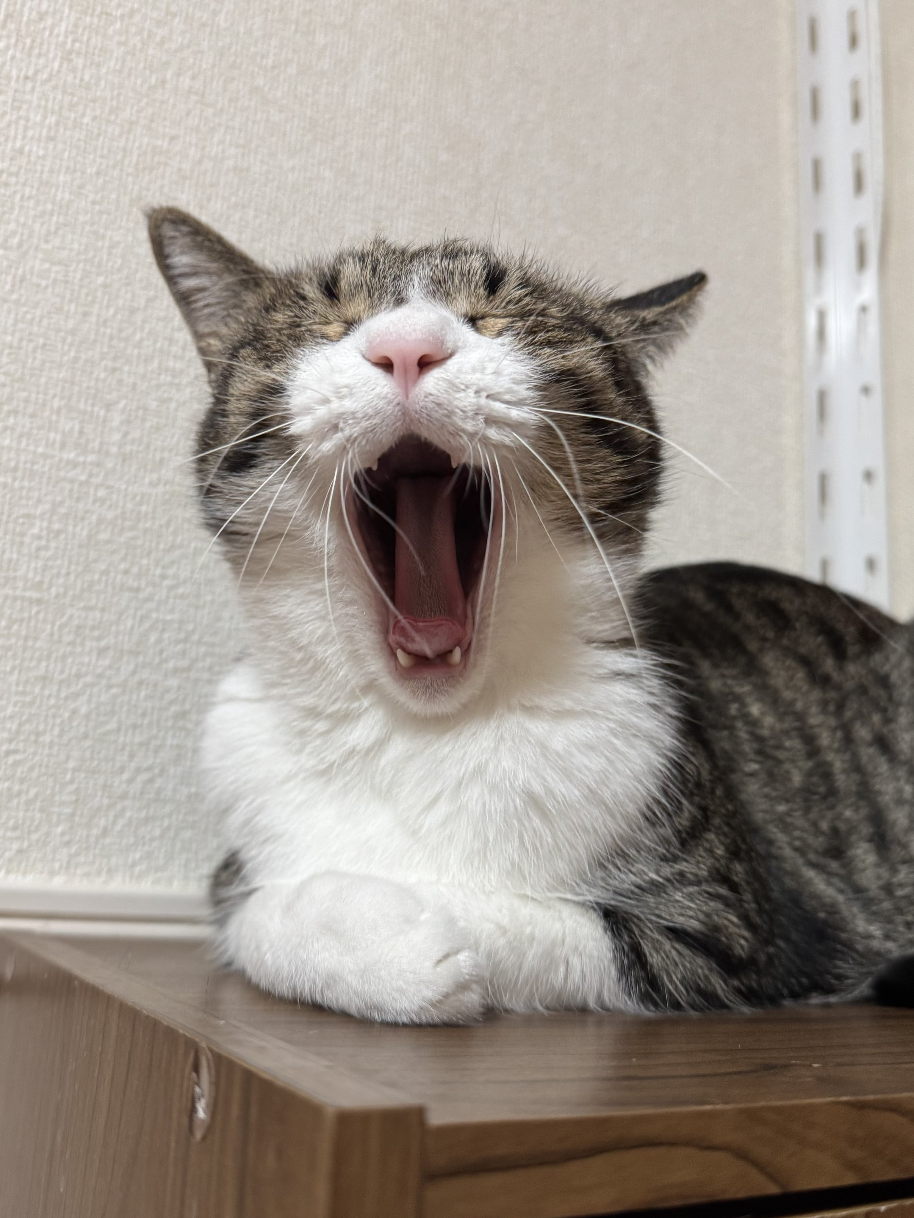 ぎんねこページ ぎんのねこ (@ginnonekoch) / X