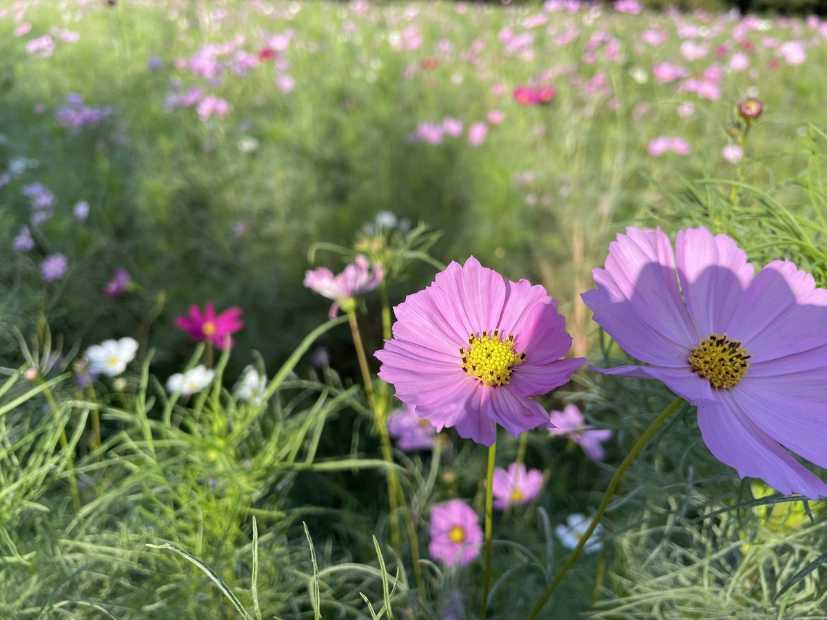 camera10photo's tweet photo. 息子にいっぱい咲いてるコスモスを見せたくて、一緒に近所の公園へ。

秋だねー。 https://t.co/xrKhToDkSo