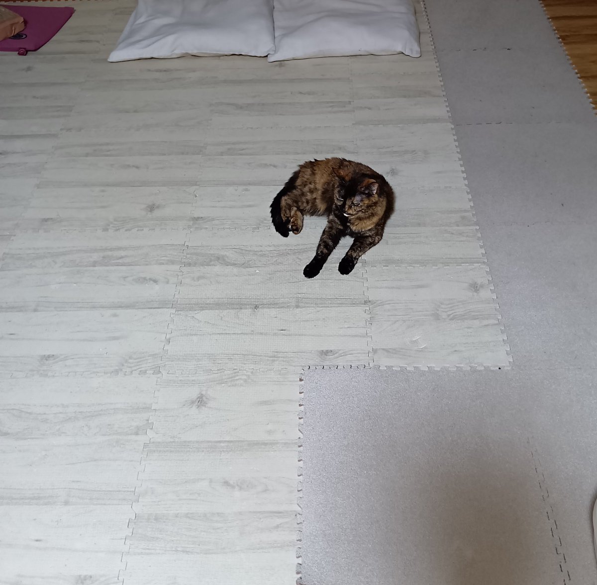 臆病なのにたまに部屋の真ん中でくつろぐ杏ちゃん

#サビ猫　#猫のいる生活