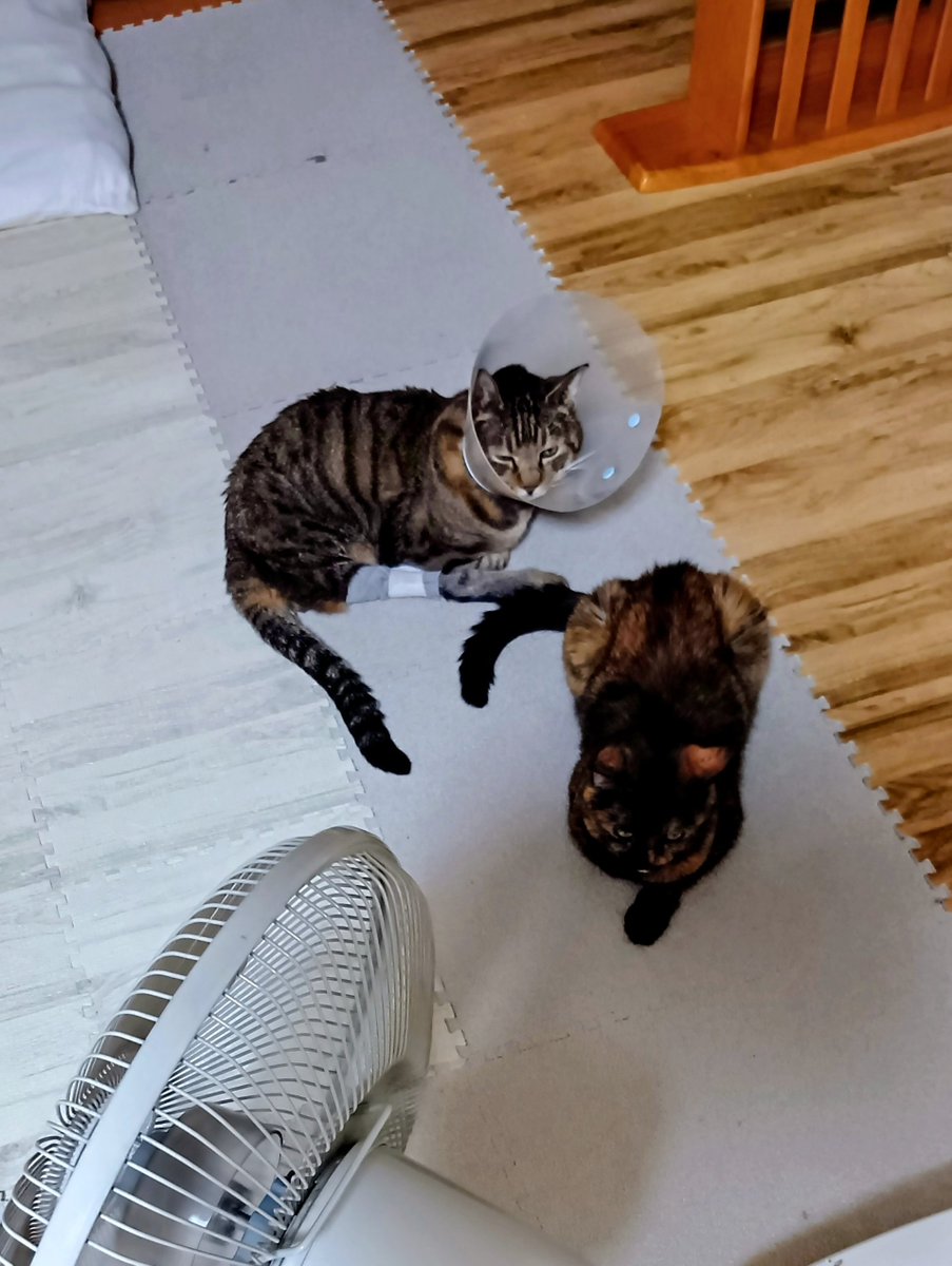 猫密集地帯

#サビ猫　#きじとら　#下半身麻痺猫　#猫のいる生活