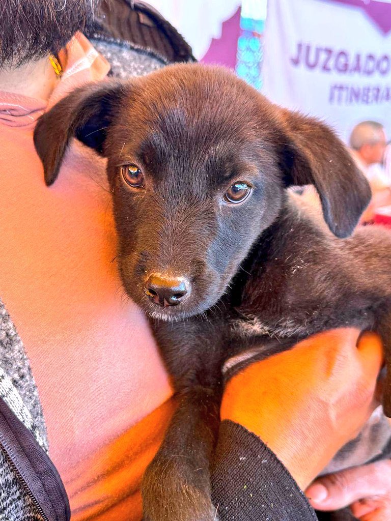 pepechedrauimx's tweet photo. En La Resurrección, Las Carmelitas y Valle del Paraíso Colorines llevamos a cabo jornadas de protección animal junto al equipo de @AmbientePuebla, porque garantizar su bienestar es también tarea de un gobierno comprometido con todas las formas de vida.

🐾 Cuidar a los seres sintientes es, al mismo tiempo, construir una ciudad más humana, justa y solidaria. 🐶🐱