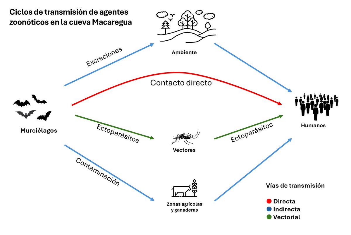 Agentes infecciosos con potencial zoonotico relacionados con murciélagos 🦇 de cavernas en Colombia. Importante contribución a la salud pública de Silva-Ramos y col. <a href="/UniJaveriana/">Pontificia Universidad Javeriana</a>. Pronto  📕 Biodiversidad cavernícola de Colombia <a href="/U_ElBosque/">Universidad El Bosque</a> <a href="/inst_humboldt/">Instituto Humboldt</a>