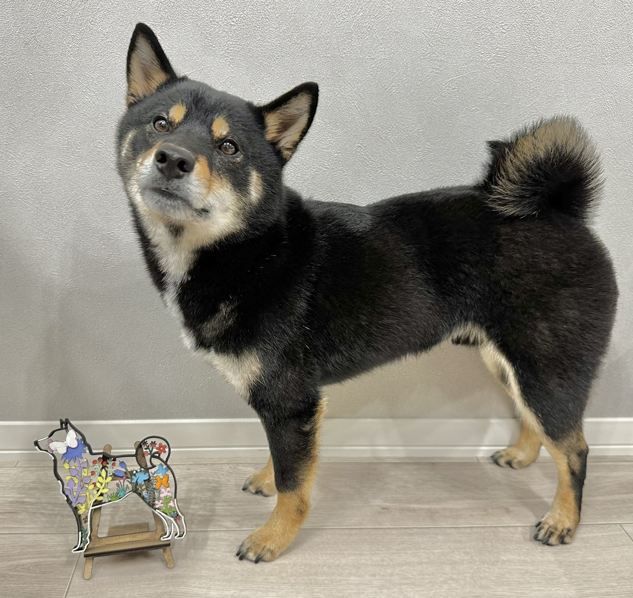 SHU Ｉcanシリーズ犬 model : ai @cyacoboss_ai * * shibainu 2024秋の鉛筆画展モデル