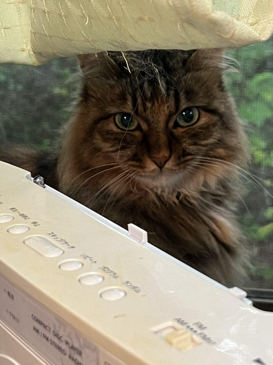 猫のいる暮らし𓏲𓎨