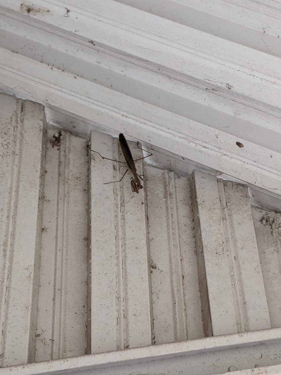 Scooter313's tweet image. There&apos;s an enormous praying mantis sitting in the awning above my back door. Her thorax is at least as long as my middle finger. #buggingout
