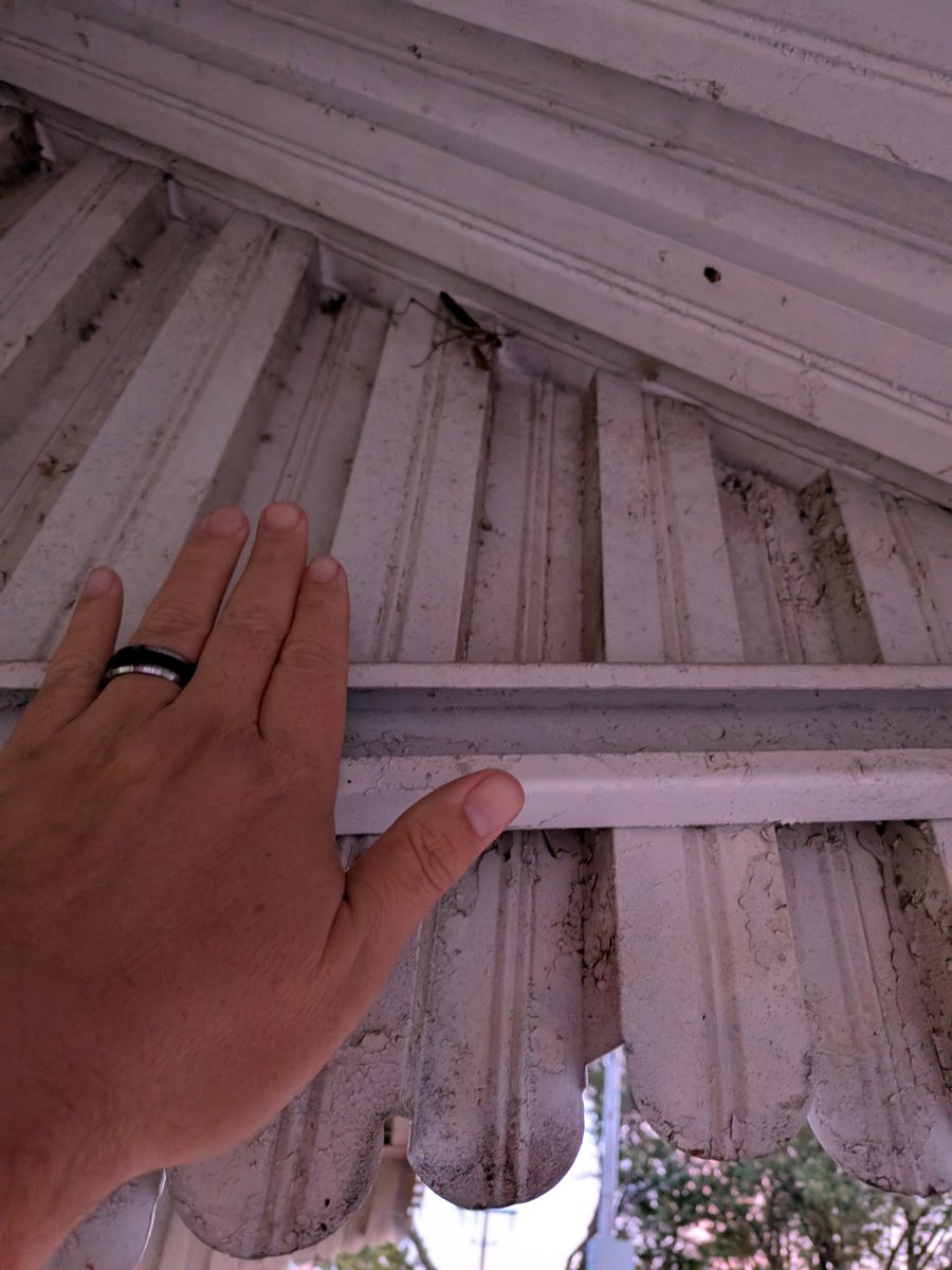 Scooter313's tweet image. There&apos;s an enormous praying mantis sitting in the awning above my back door. Her thorax is at least as long as my middle finger. #buggingout