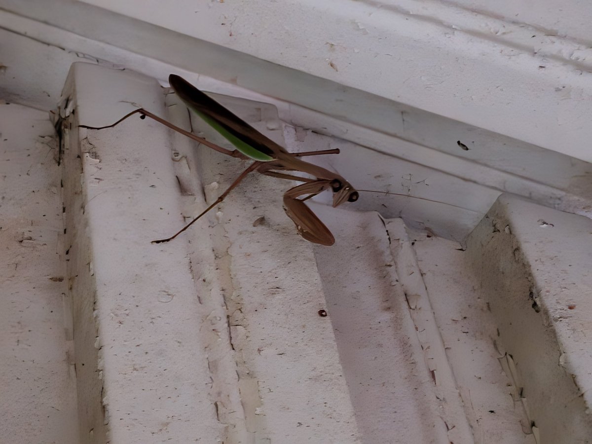 Scooter313's tweet image. There&apos;s an enormous praying mantis sitting in the awning above my back door. Her thorax is at least as long as my middle finger. #buggingout