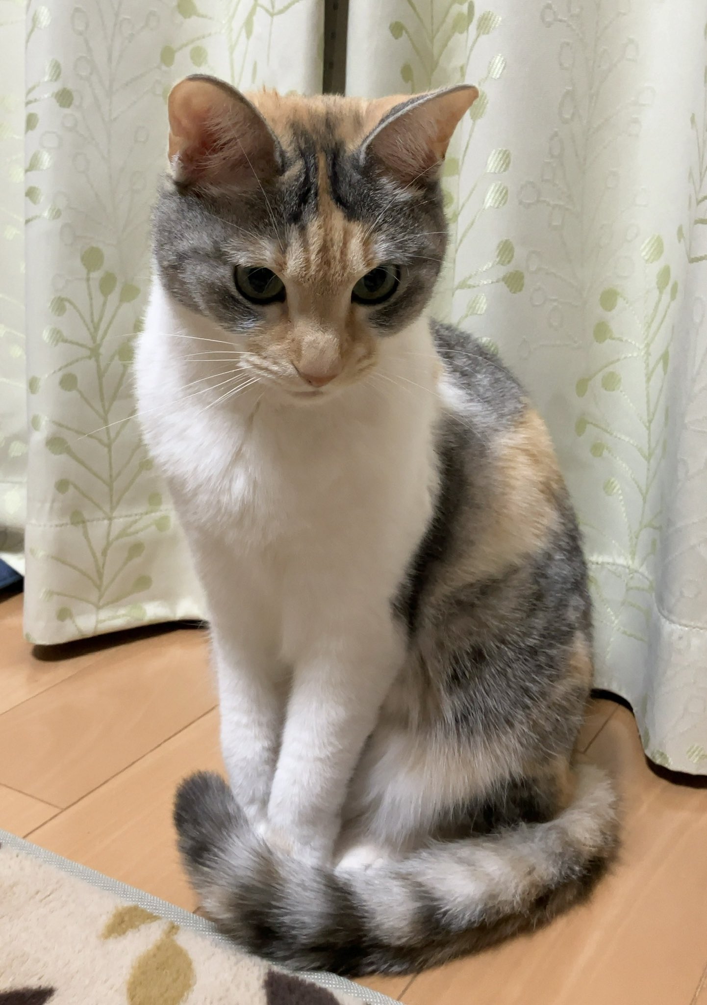 猫のお雛様【大】＋3匹官女╰(*´︶`*)╯♡ 雷十太先生 (@asjSvnCZl18wKXM) / X