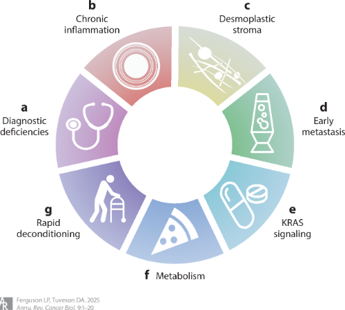 Aiims1742's tweet image. #OpenAccess in @AnnualReviews
Road Map to Defeat #PancreaticCancer
By Paige Ferguson and David Tuveson @CSHL
annualreviews.org/content/journa…