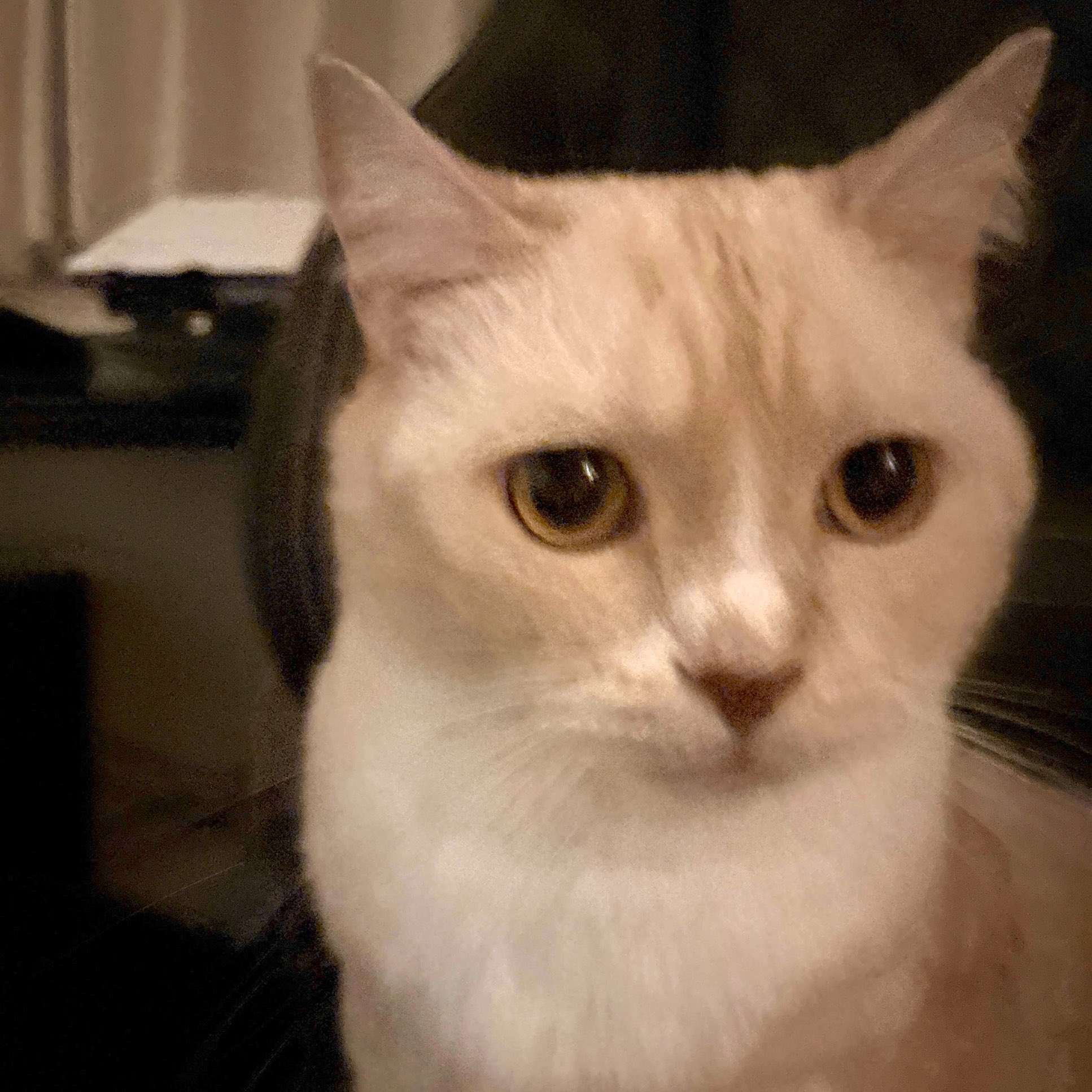 【まま猫(ΦωΦ）】注意→プロスペクターのみ１台です‼️ Massaging a cat with a fork feels so good it ends up like