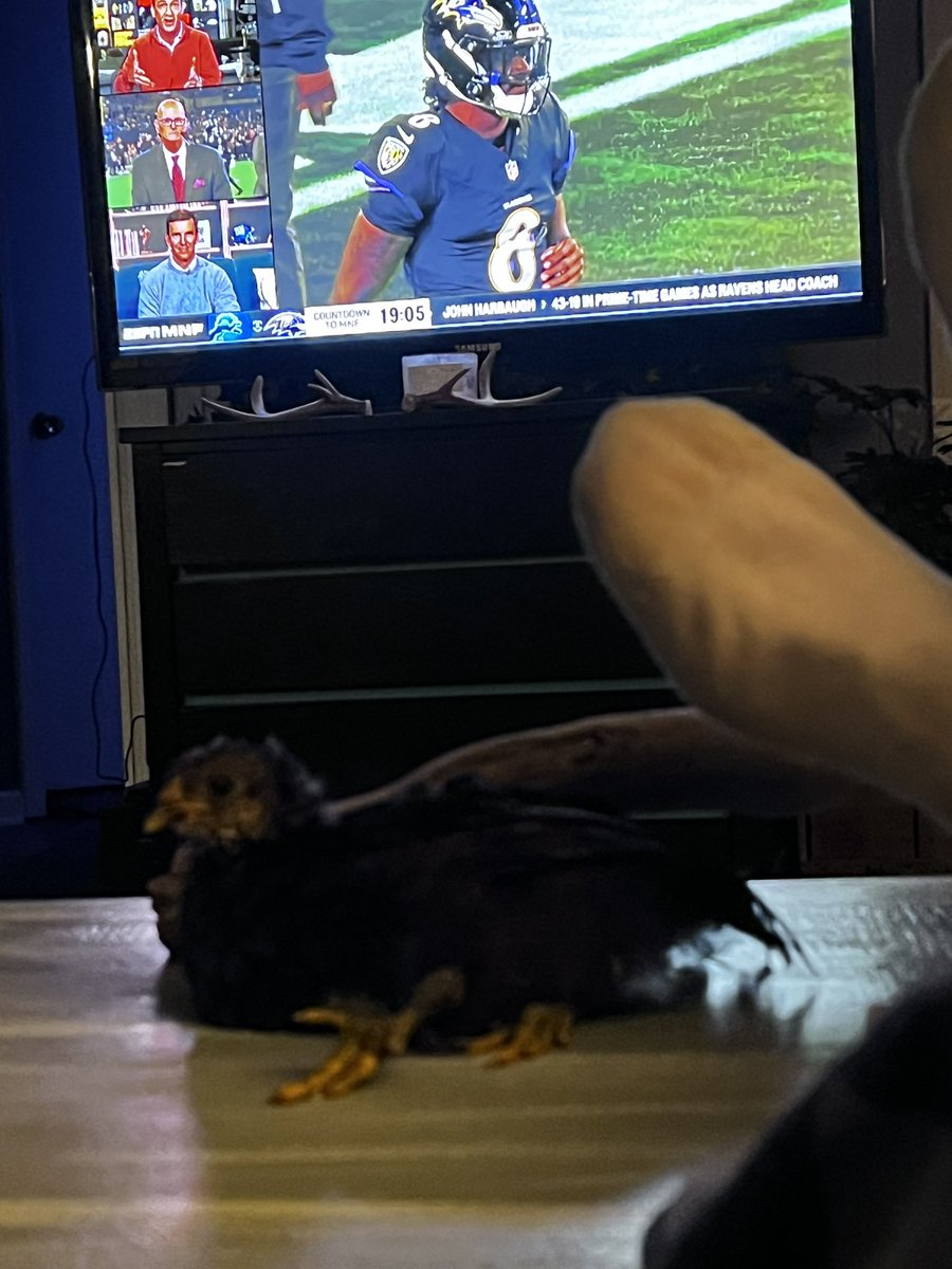 #MNF fan here…who needs a man cave and friends when you got a refurnished 1998 “lift to eat” coffee table and a chick with that deformed fucked up leg that you had to scoop cuz all the cocks we’re picking on her..#BFF #LionsRoar #AnimalLivesMatter