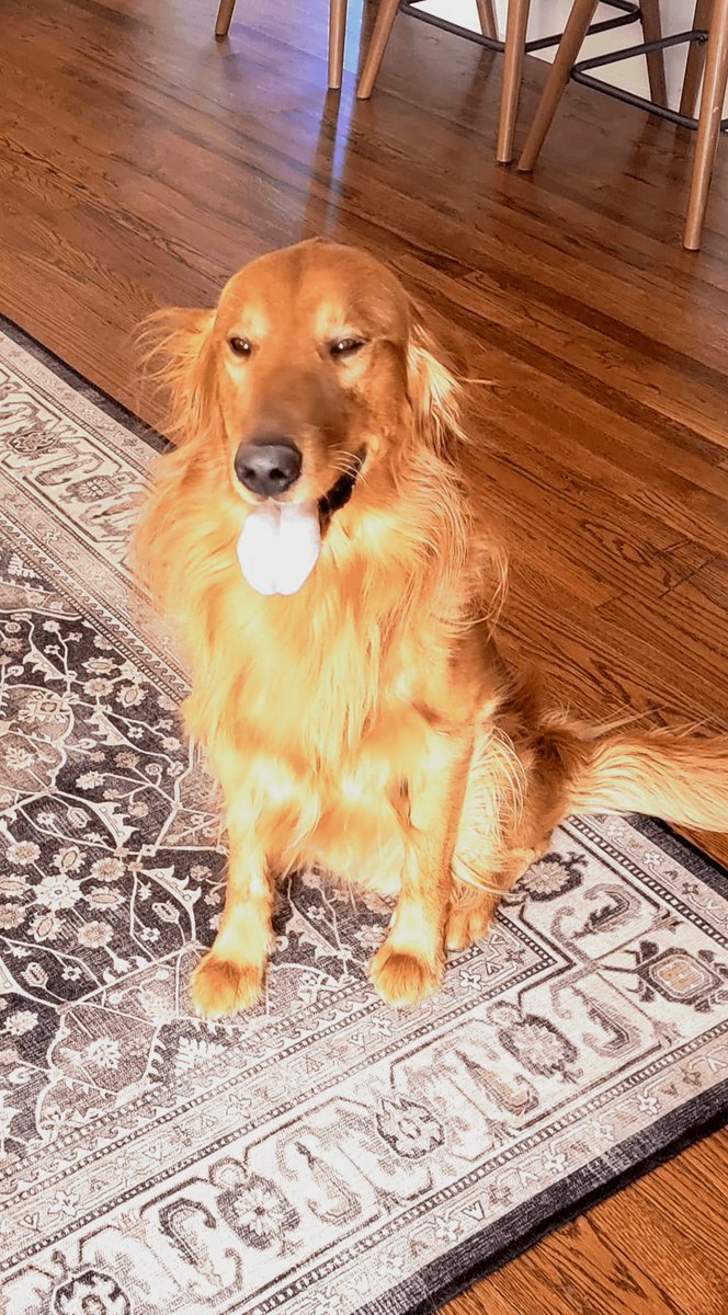 BarkBustersGA's tweet image. I Had my first training session with Cody from Bark Busters, and I’m feeling like a superstar! 🌟 We learned to chill out when I get too excited, walk nicely on the leash, and save my barks for playtime only. Can't wait for our next adventure together! 🐕💖