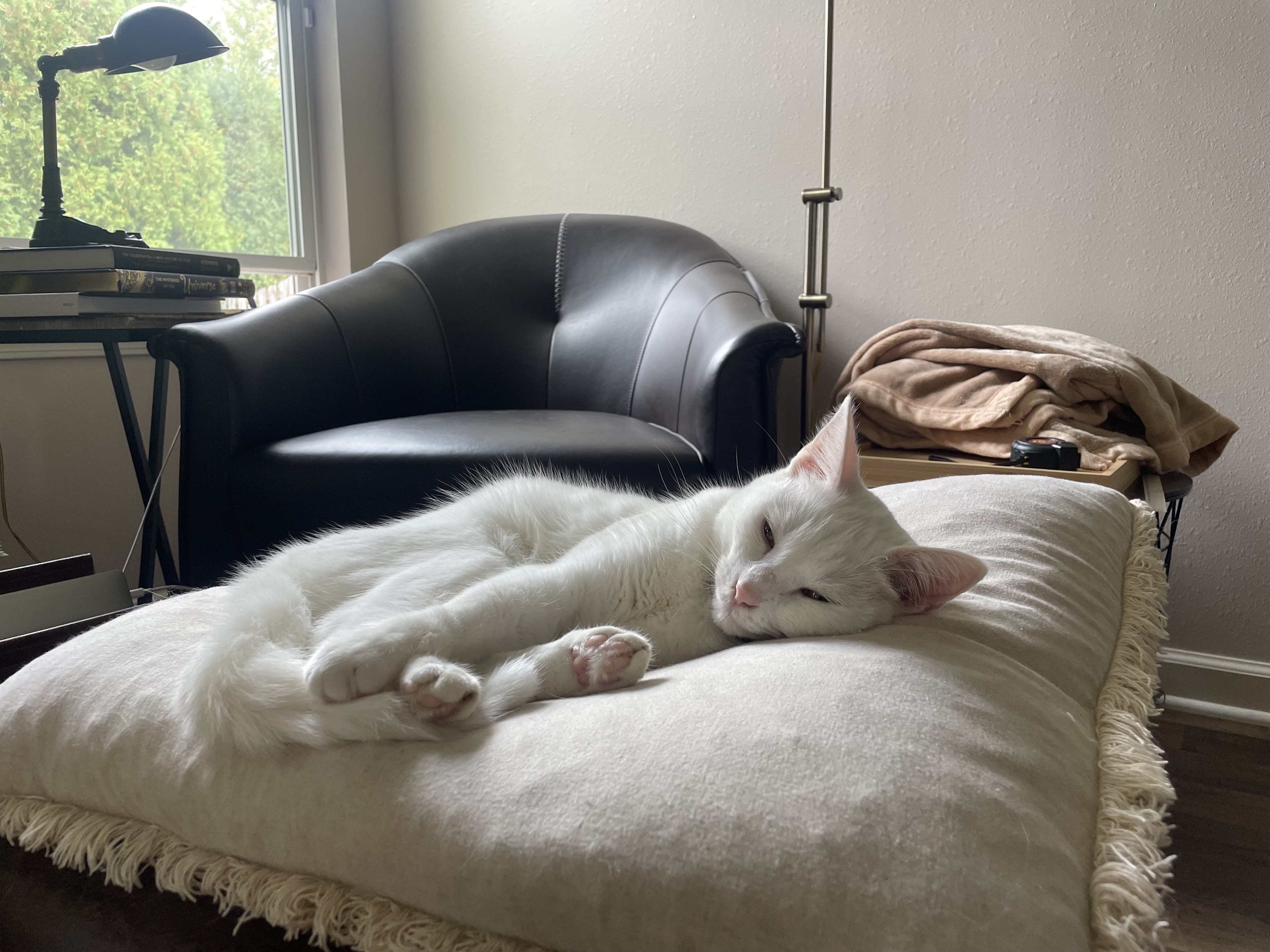猫と衣食住 on X: 