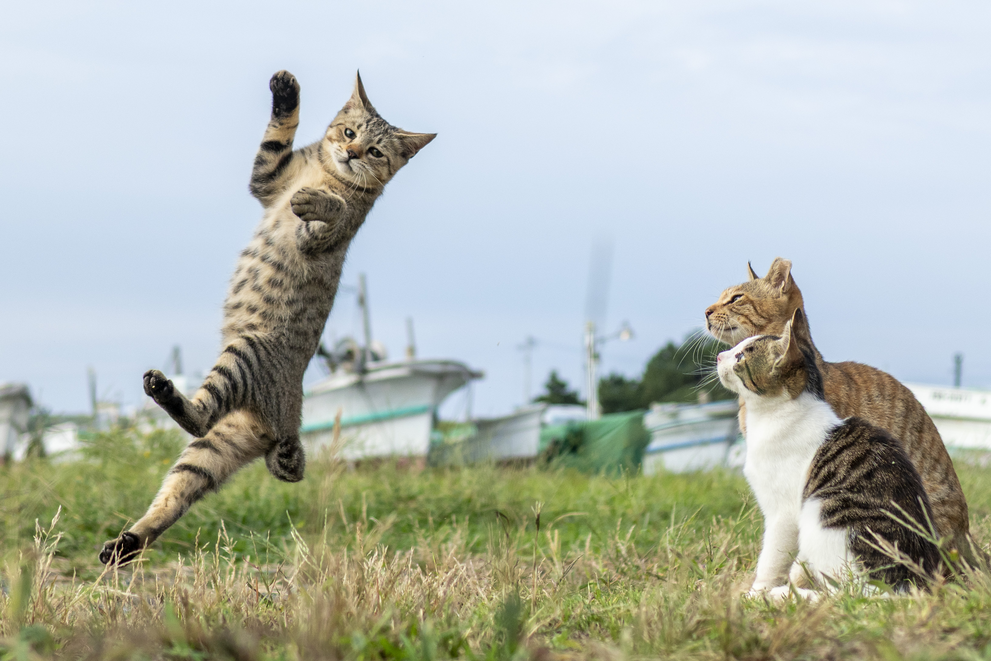 猫 兎恋乃《求む🐈猫成分》 on X: 
