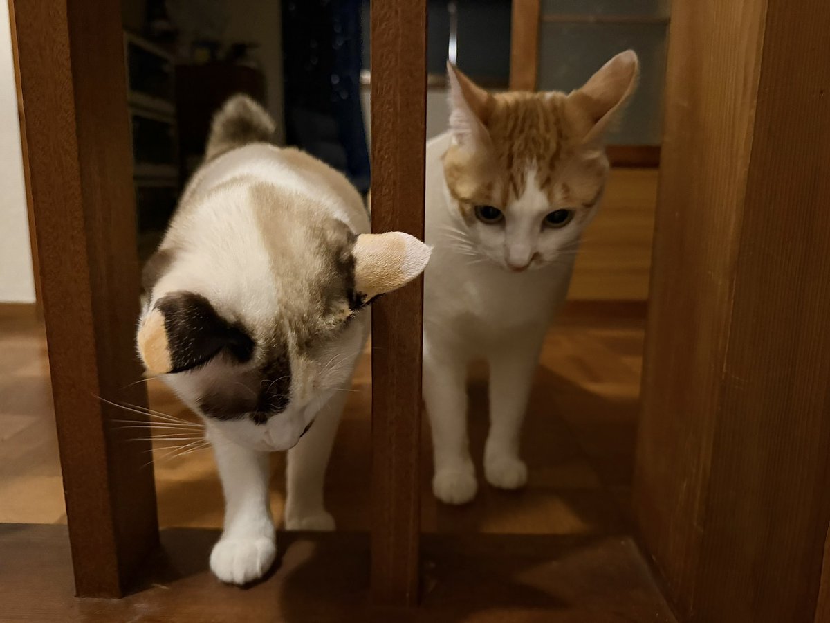 夜遅くドタバタ音が聞こえるので真っ暗な2階へあがっていったら2匹でお出迎えしてくれた😺😸
何してたのー？運動会？😂

#猫好きさんと繫がりたい #猫のいる幸せ