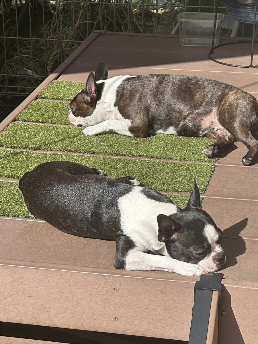 USK20150303's tweet photo. みんなで日向ぼっこ☀️
#ボストンテリア #ボステリ #bostonterrier #フレンチブルドッグ #フレブル #鼻ぺちゃ #犬 #イヌ #ひなたぼっこ https://t.co/zxtu9Lw8Ca