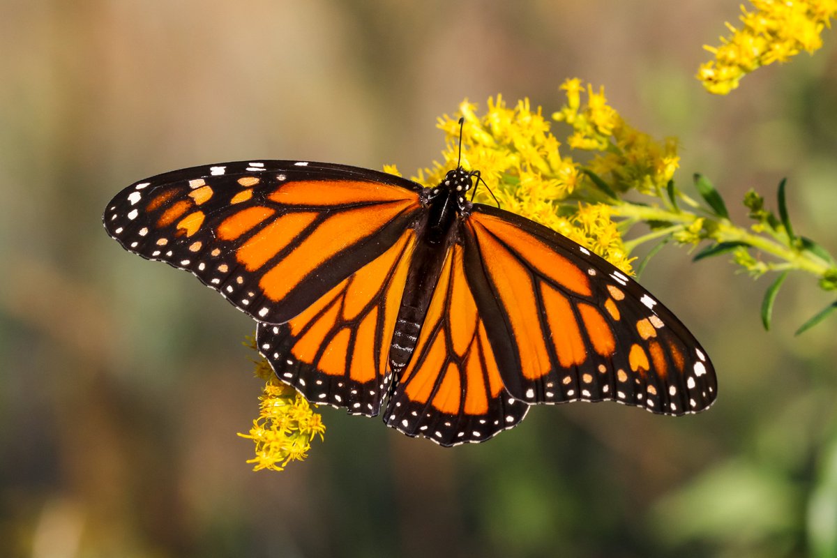 BackInTheYard's tweet image. The monarchs were feasting on goldenrod this evening. #butterfly #butterflies #Lepidoptera #nativeplants #Illinois #nature #photography #SaveTheMonarch #photographylovers #wildlifephotography
