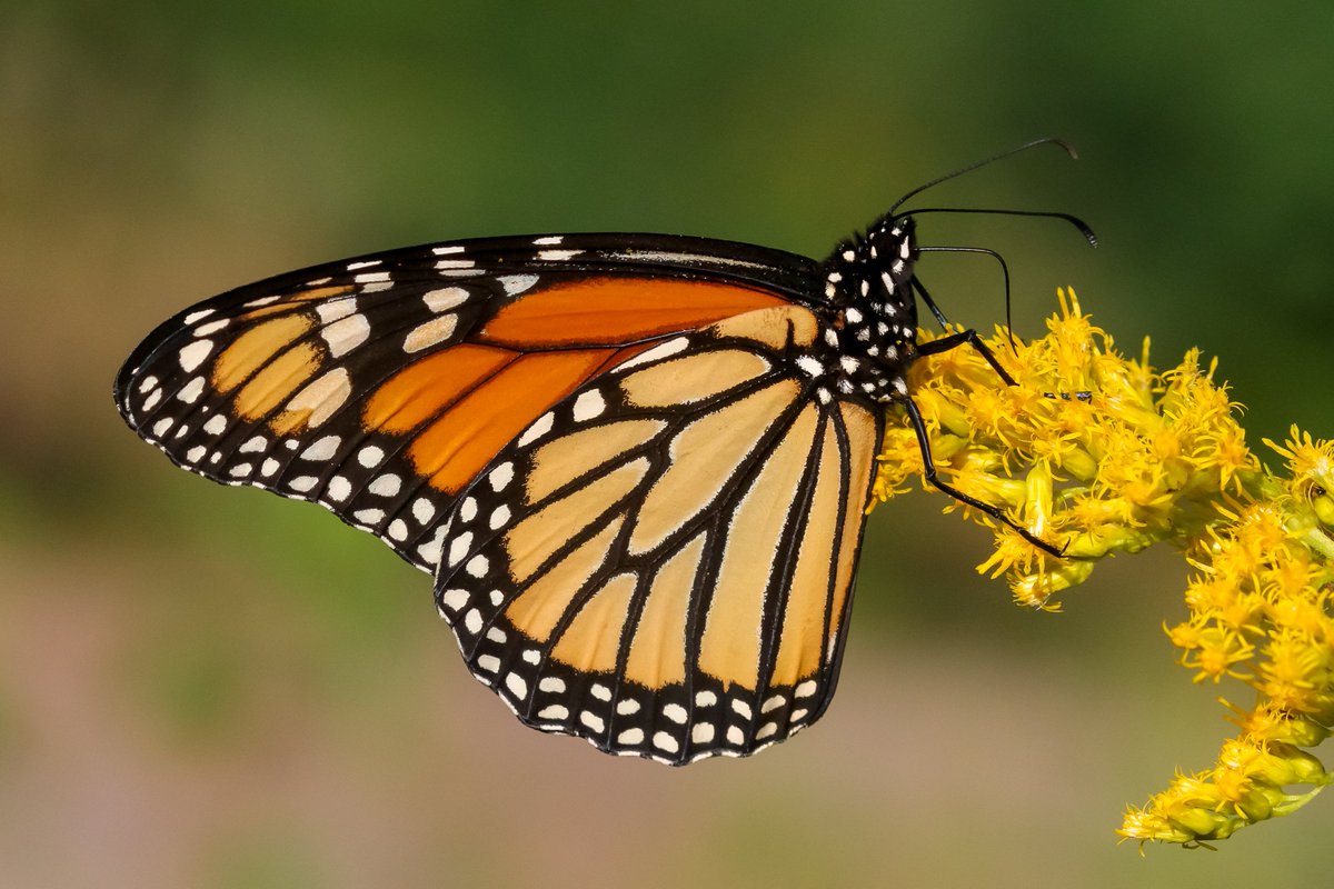 BackInTheYard's tweet image. The monarchs were feasting on goldenrod this evening. #butterfly #butterflies #Lepidoptera #nativeplants #Illinois #nature #photography #SaveTheMonarch #photographylovers #wildlifephotography