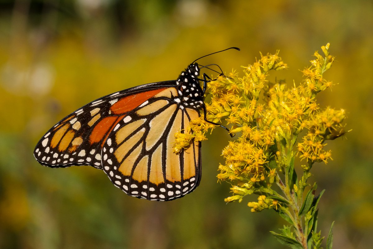 BackInTheYard's tweet image. The monarchs were feasting on goldenrod this evening. #butterfly #butterflies #Lepidoptera #nativeplants #Illinois #nature #photography #SaveTheMonarch #photographylovers #wildlifephotography