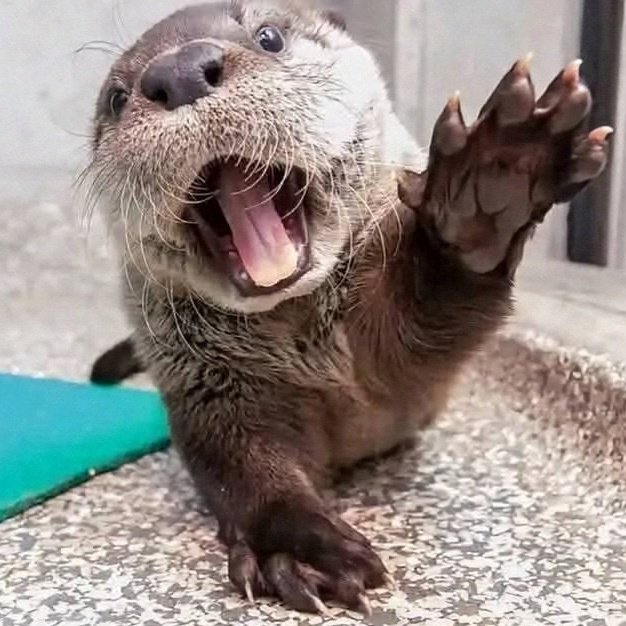 shotaro as otters 🦦 (@shotaroasotter) on Twitter photo 