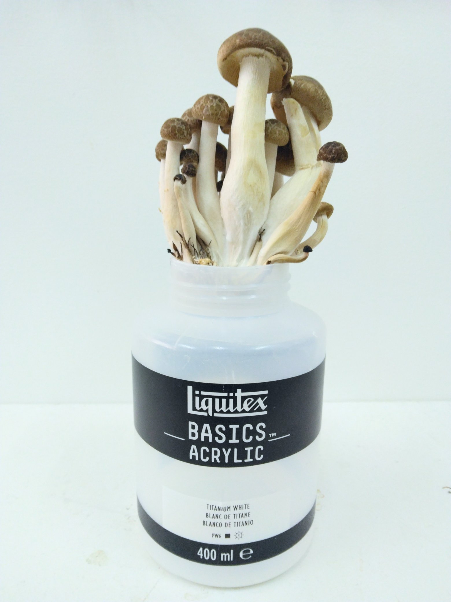 ぶなしめじ - Search / X