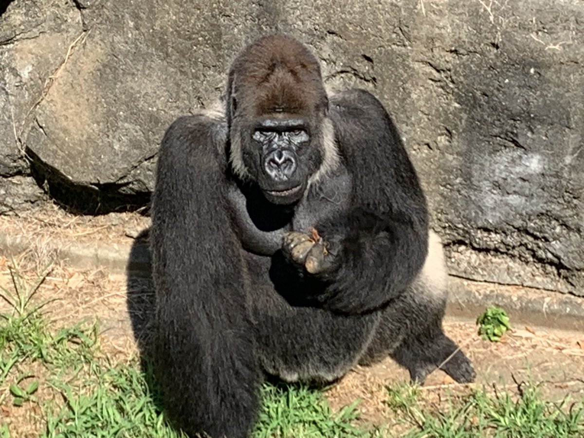 千葉市動物公園【公式】 on X: 