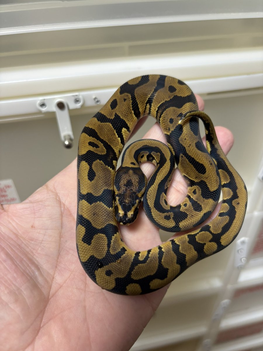 bbsmcb1's tweet image. 餌付け完了！！
販売開始個体
コンフュージョンhetクラウン50%ゴースト♂×2
¥75,000円税込

お腹もジャミジャミで表現良いかと思います👍
お気軽にお問合せください🙇‍♂️