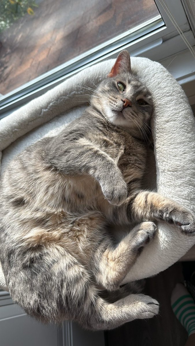 meowyzowie's tweet photo. Zooweemama https://t.co/K1owx3JJuh
