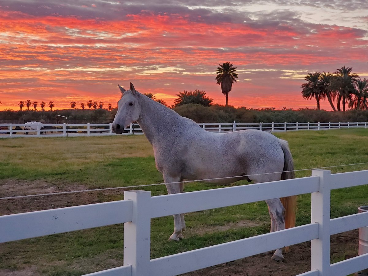 Glorious Alliance tweet media