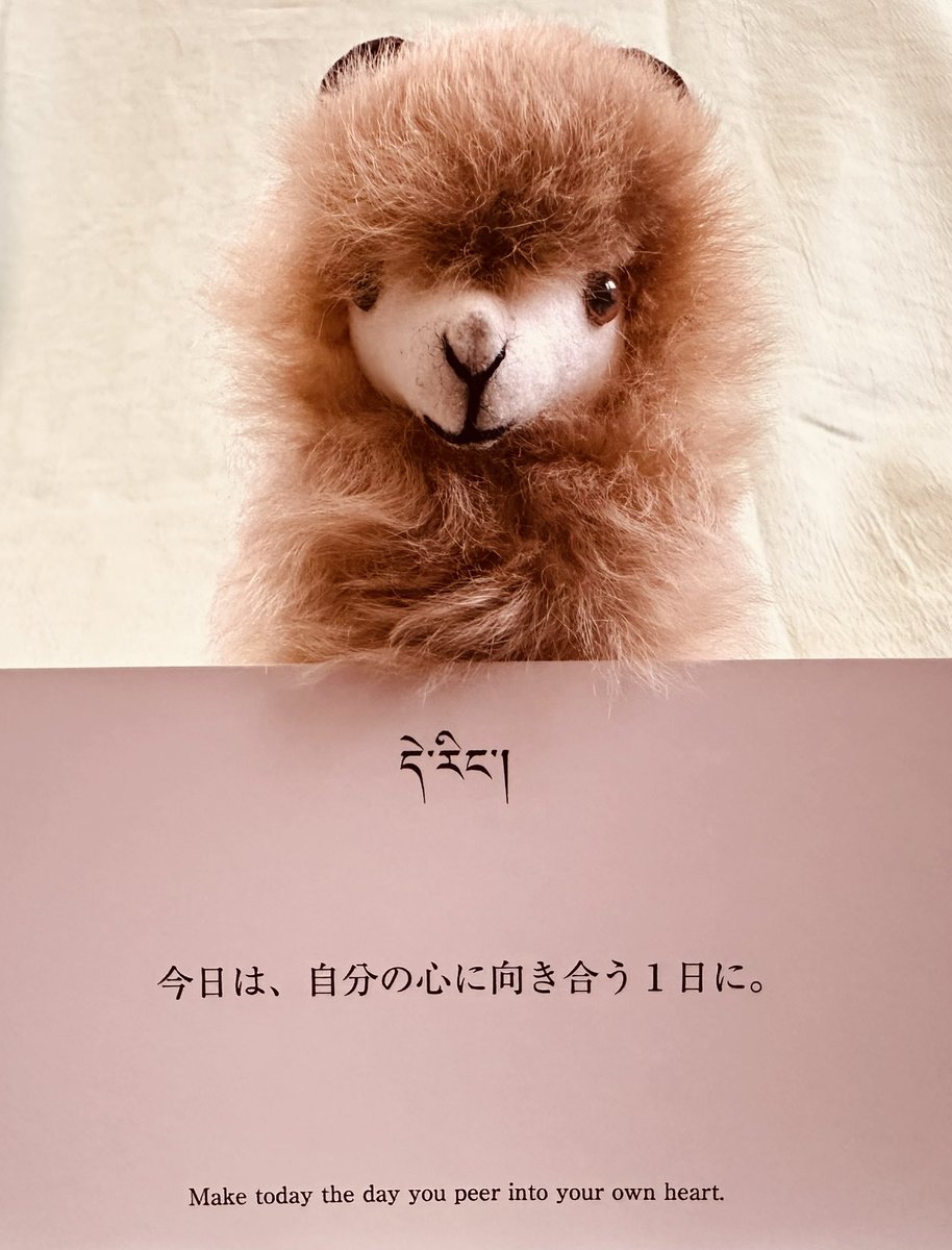 eito8mission's tweet photo. 今日のアルパカ様のおことば🐾
「今日は秋分の日だねー。」 https://t.co/S6u2toCxLf