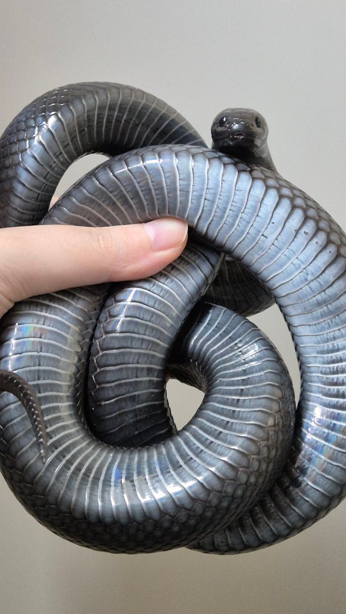 이게 뱀인지 빙인지