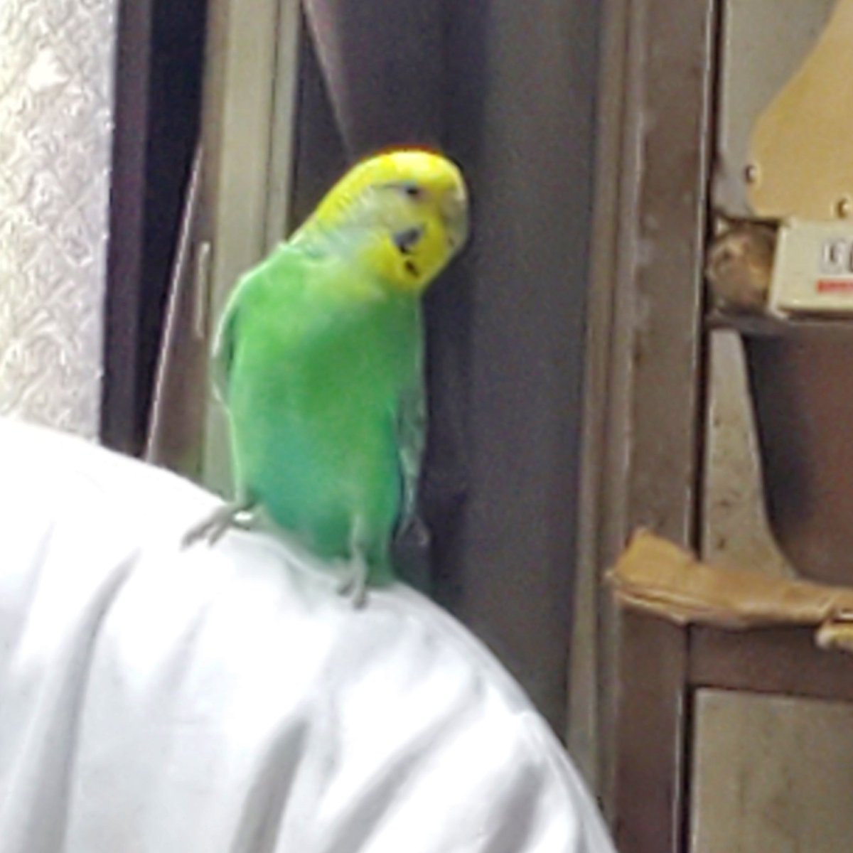 金剛インコ ルリコンゴウインコ（瑠璃金剛鸚哥） - 動物図鑑 - 動物写真の