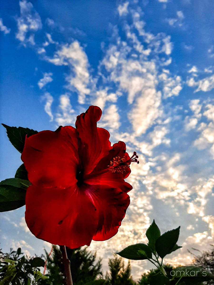 OmkarsClicks's tweet photo. Its red today...
#fromthevault
#Navratri2025
#theme_pic_India_red
#theme_pic_India_flowers
@Theme_pic_India https://t.co/bndUAhXjrj