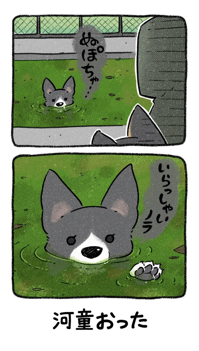 犬ページ☆ 柴犬 02S-M01 / 02C-M01 – JEKCA-SHOP